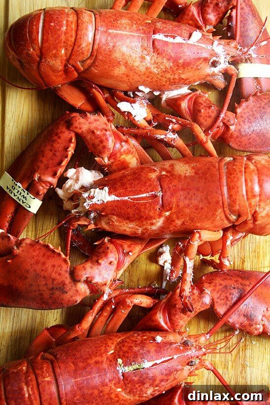 Fresh, raw lobsters before preparation, showcasing their vibrant colors and hard shells.