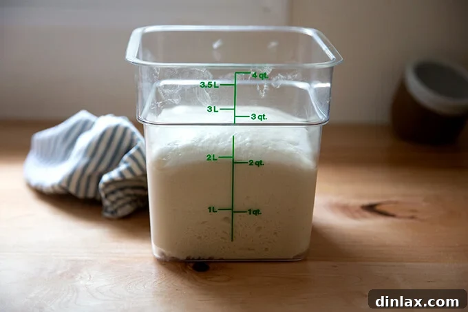 Ciabatta dough in a 4-quart container, visibly doubled in volume after the first rise.