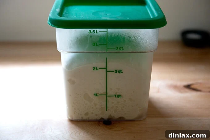 Ciabatta dough after 12 hours of cold fermentation in the fridge, showing increased volume.
