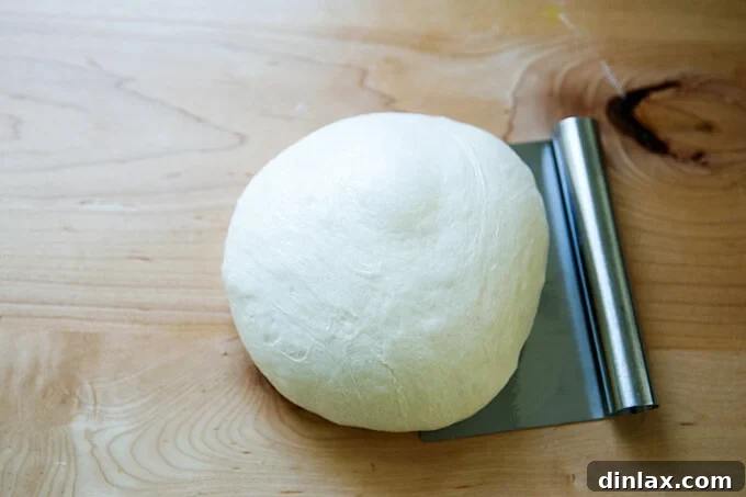 Ciabatta dough gently shaped into a round after being removed from the fridge.