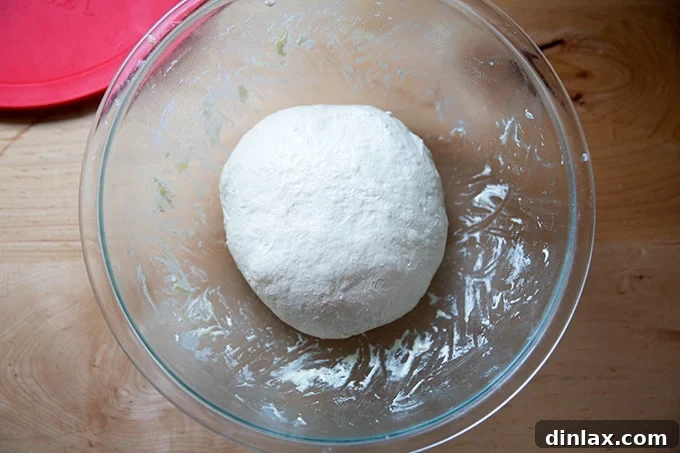 Focaccia dough, gently deflated and shaped into a rough ball, after its cold fermentation period.