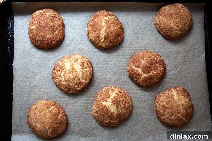 Golden Brown Butter Snickerdoodle Cookies 17 A batch of just-baked brown butter snickerdoodles on a sheet pan, still slightly puffed from the oven, with a delicate golden edge and a sugary crust.