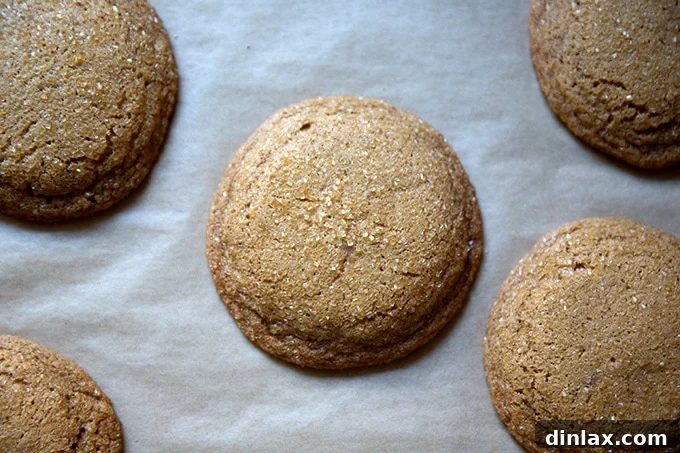 Just baked gingersnap cookies on a sheet pan, still puffed from the oven.