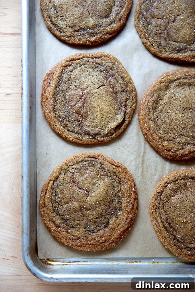 Just-baked gingersnap cookies cooling on a sheet pan, showing their crackled tops.