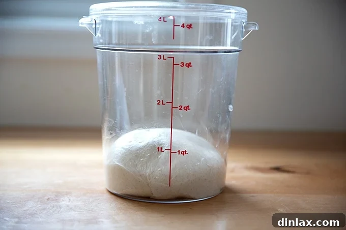 Dough in a straight-sided vessel for bulk fermentation.