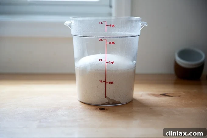 Dough showing signs of completed bulk fermentation with domed edges and aeration.