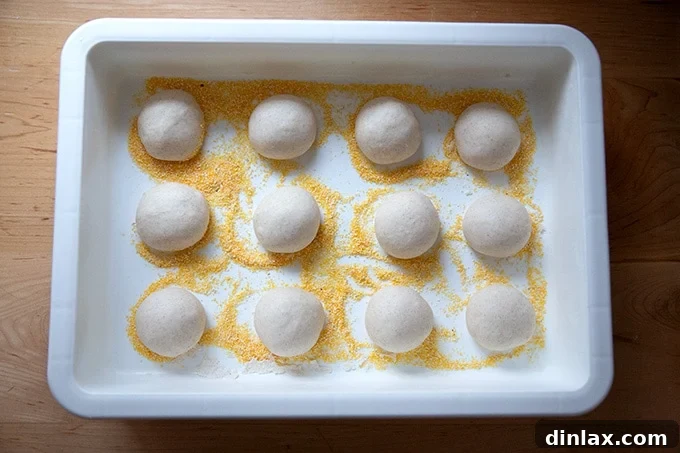 Dough balls arranged on a semolina-dusted proofing pan, ready for cold proofing.