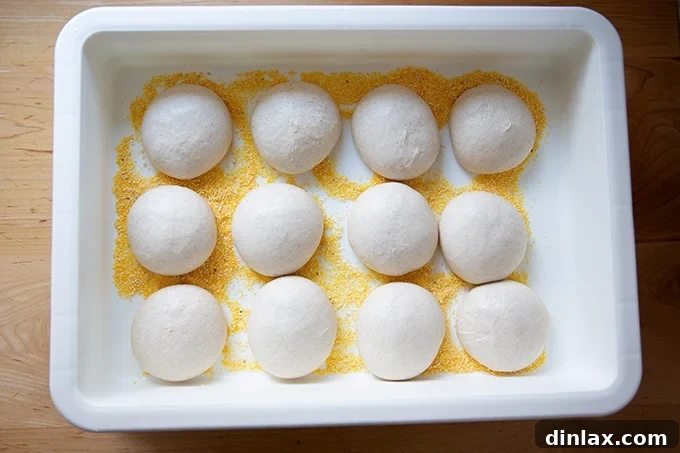 Proofed dough balls after warm proofing, looking light and airy.
