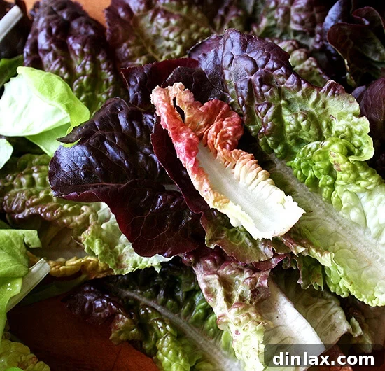 Alice Waters' Signature Baked Goat Cheese Salad 7 Vibrant Red Lettuce from Morning Song Farm