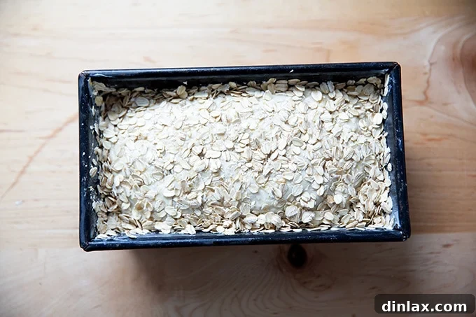 Unbaked no-knead maple oat bread in its loaf pan, generously coated with oats, just before its second rise.