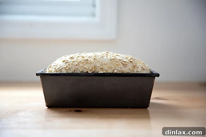 Fully risen no-knead maple oat bread dough in its loaf pan, perfectly proofed and ready to be transferred to the oven.