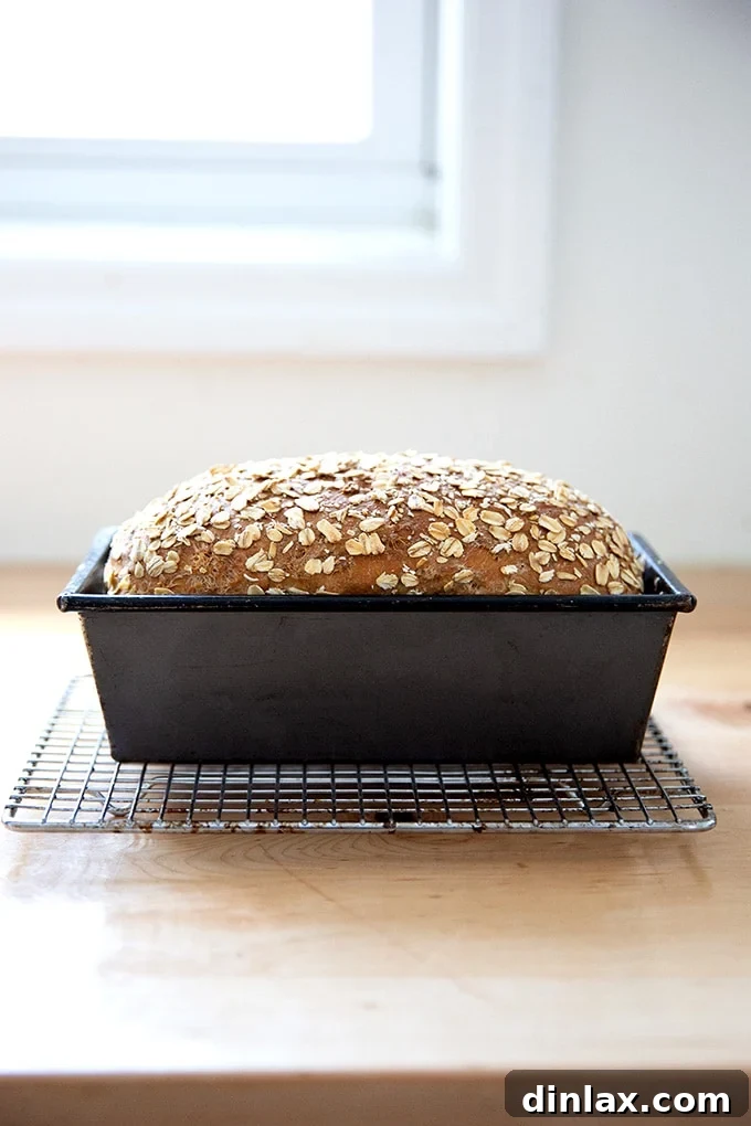 Freshly baked no-knead maple oat bread, still in its loaf pan, sitting on a wire cooling rack.