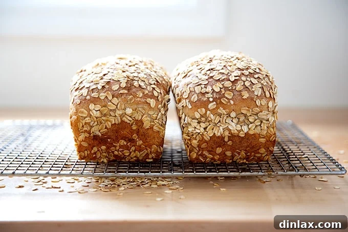 Two loaves of no-knead maple oat bread on a cooling rack, showcasing slight differences in height based on flour type.