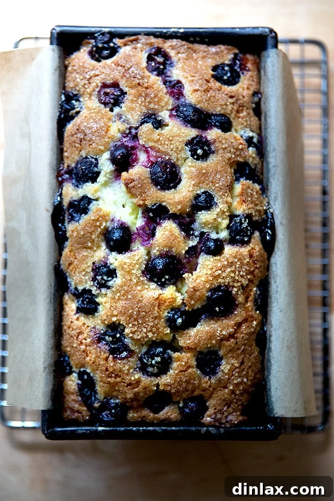 Effortless Lemon Blueberry Bread 17 A freshly baked, golden brown lemon-blueberry quick bread, still in its parchment sling, resting on a wire cooling rack.