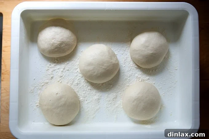 Five fully risen pretzel roll dough balls in a DoughMate container, light and airy.