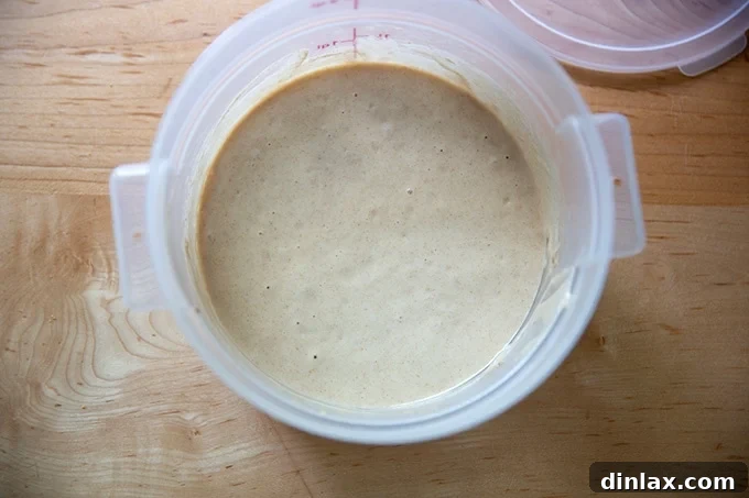 Cultivating Your Own Sourdough Starter 11 A 2-quart container holding sourdough starter on Day 3, showing initial signs of activity.