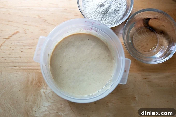 Cultivating Your Own Sourdough Starter 12 A two-quart container holding sourdough starter aside a bowl of measured flour and water for feeding.
