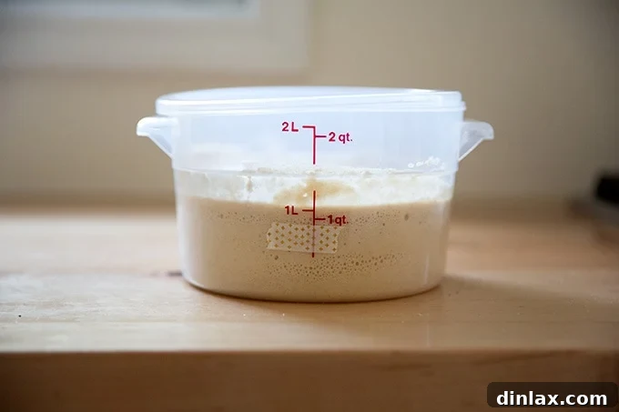 Cultivating Your Own Sourdough Starter 20 A two-quart container holding sourdough starter increased in volume by 25%, showing active fermentation.