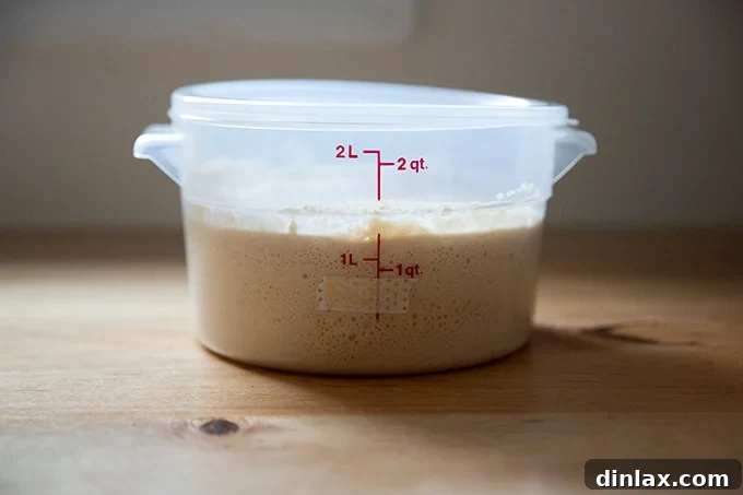 Cultivating Your Own Sourdough Starter 21 A 2-quart container holding sourdough starter doubled in volume, demonstrating peak activity.