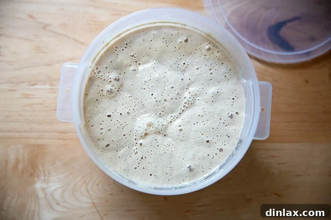 Cultivating Your Own Sourdough Starter 22 A 2-quart container filled with bubbly sourdough starter, highlighting active fermentation.