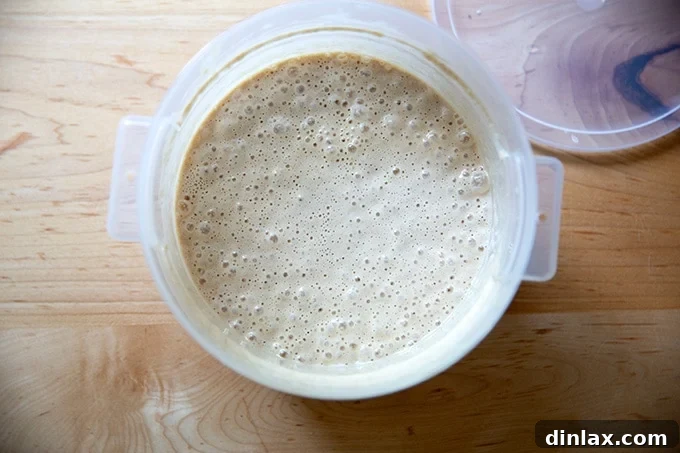 Cultivating Your Own Sourdough Starter 29 A 2-quart container filled with bubbly sourdough starter, representing the discard that can be saved.