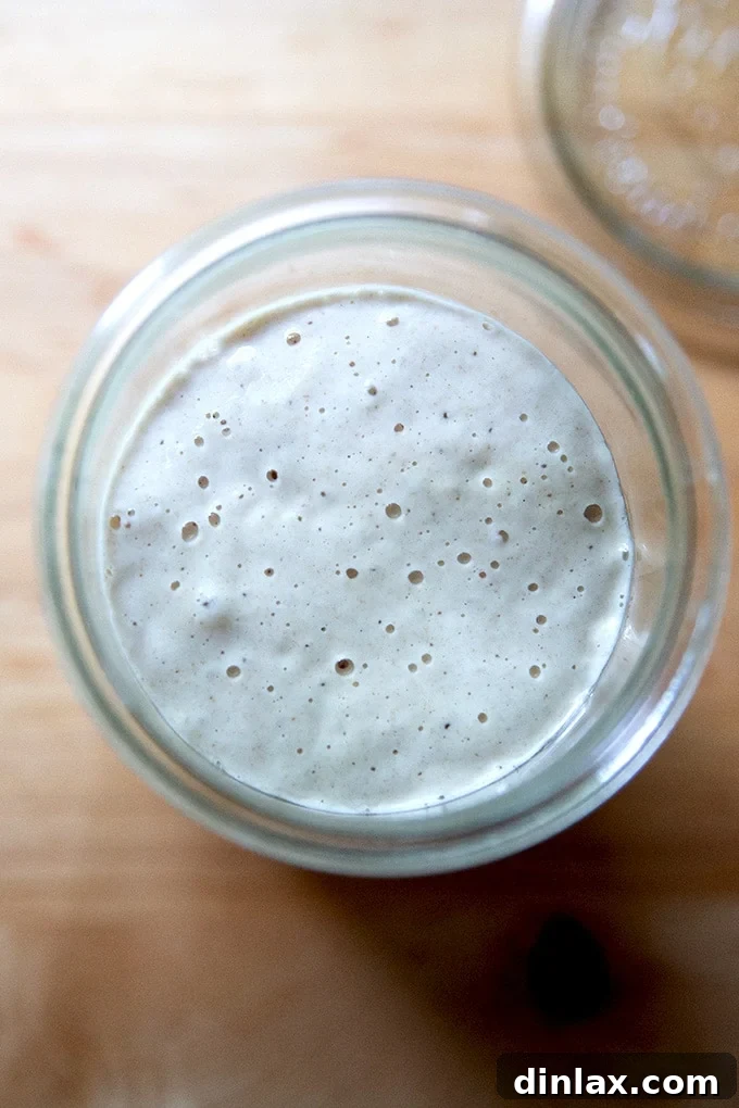 Cultivating Your Own Sourdough Starter 31 A Weck jar filled with sourdough starter, demonstrating its healthy and active state.