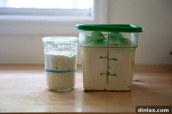 Cultivating Your Own Sourdough Starter 33 A jar of sourdough starter aside a vat of sourdough dough rising, preparing for baking.