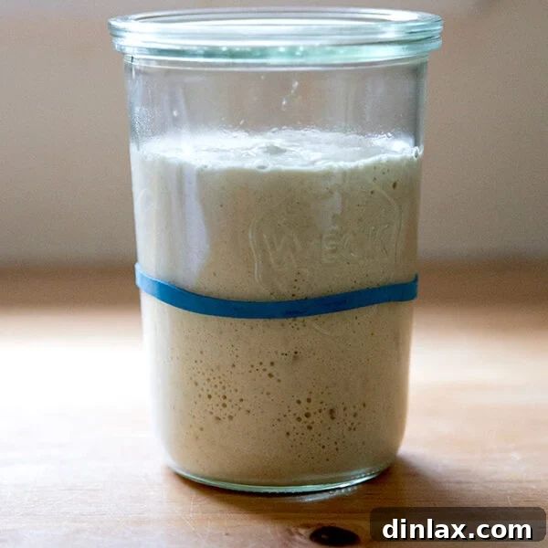 A Weck jar holding sourdough starter doubled in volume, a visual of a successful starter.