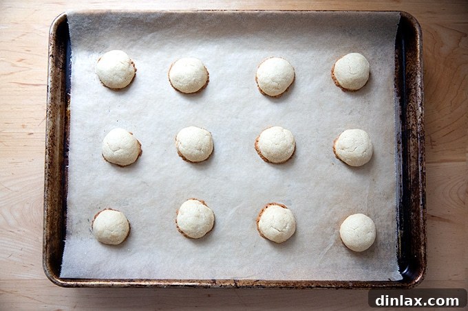 Freshly baked lemon-almond snowball cookies on a sheet pan, showing their characteristic pale tops and lightly browned bottoms.
