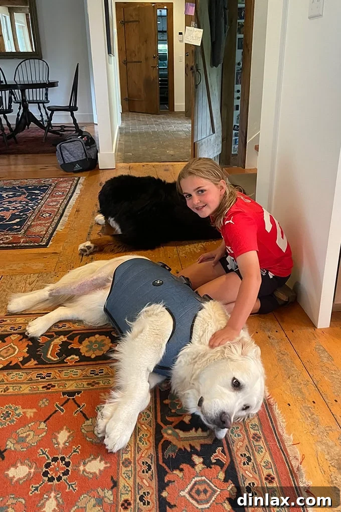 Two dogs, Wren and Homer, snuggling with Leto, a child, on a comfortable couch.