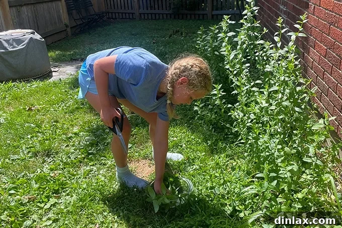 A young girl, Tig, carefully picking fresh mint leaves from an outdoor garden patch, showing the harvesting step for iced tea.