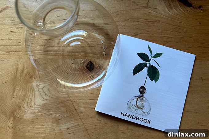 Festive Gift Ideas 2024 6 Avocado vase.