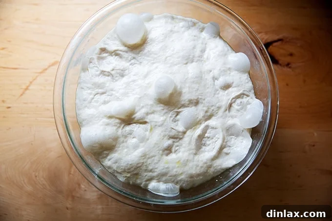 Baguette dough, perfectly risen and covered with bubbles after its initial fermentation.