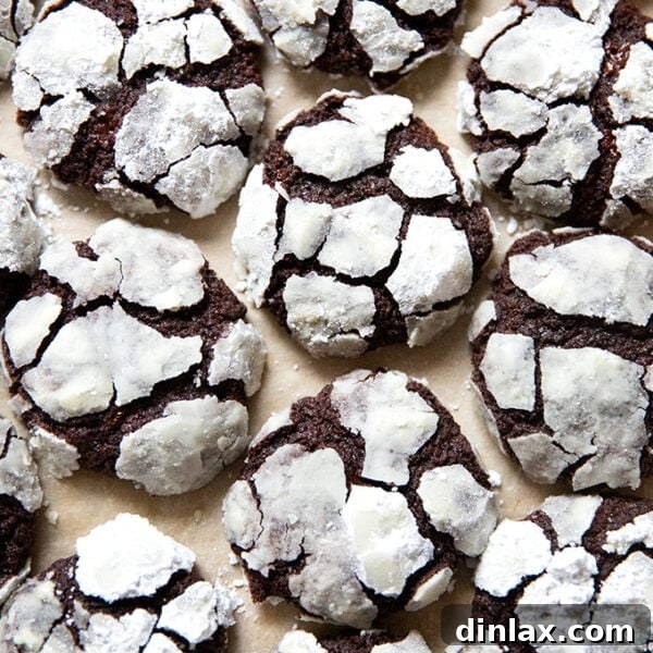 Just baked chocolate crinkle cookies on a sheet pan.
