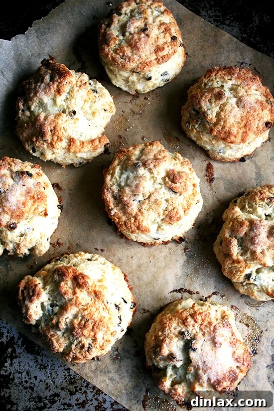 Golden brown Tartine's currant scones, fresh from the oven, promising a delightful breakfast.