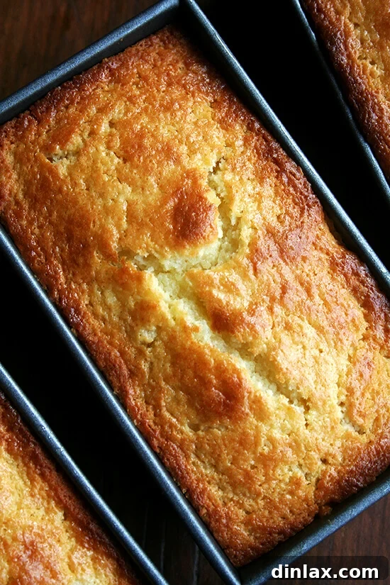 Freshly baked mini orange-ricotta loaves, golden brown and puffed, just out of the oven and cooling in their pans.