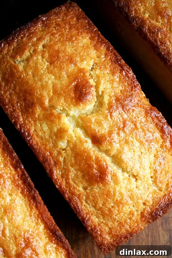 A display of perfectly baked orange-ricotta loaves, some still in their pans, showcasing their appealing golden crusts.
