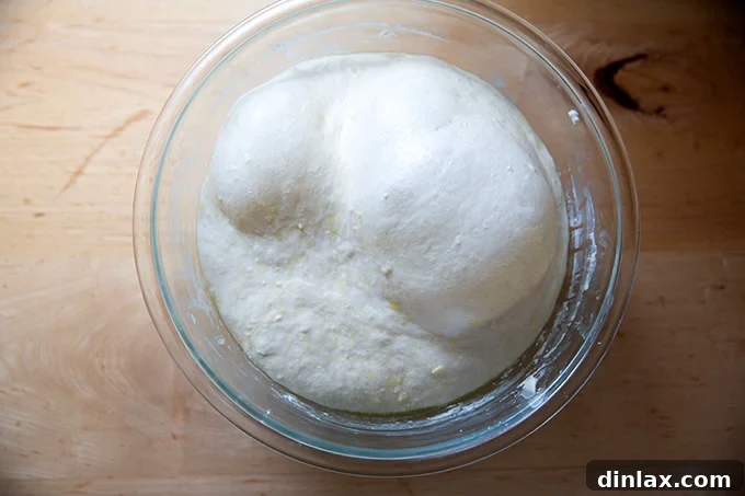 Pillowy Soft No Knead Sandwich Loaf 11 Sandwich bread dough, perfectly risen and doubled in volume in a large glass bowl, indicating successful fermentation.