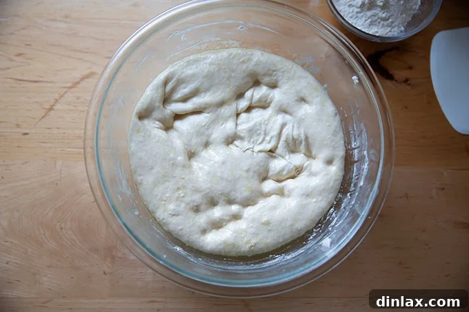 Pillowy Soft No Knead Sandwich Loaf 12 Sandwich bread dough, risen and gently deflated, ready for the next shaping stage.