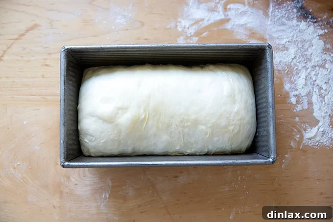 Pillowy Soft No Knead Sandwich Loaf 16 Sandwich bread dough nestled in a loaf pan, expertly prepared for its final rise before baking.