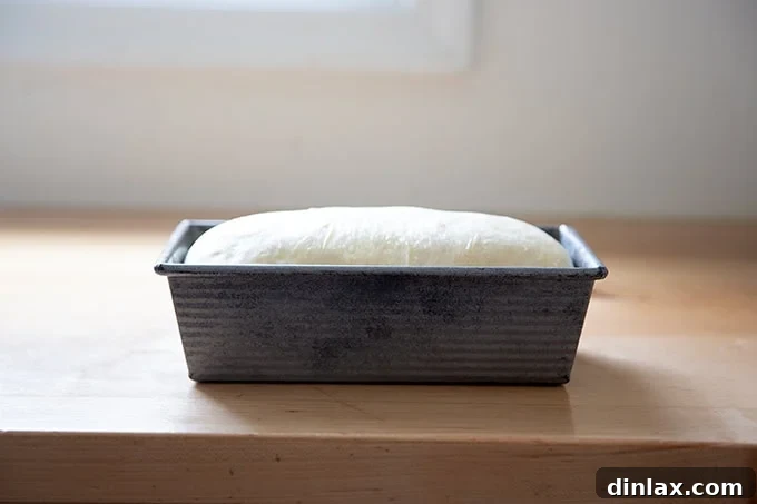 Pillowy Soft No Knead Sandwich Loaf 17 A loaf pan filled with sandwich bread dough, perfectly risen and crowning the rim, ready for the oven.