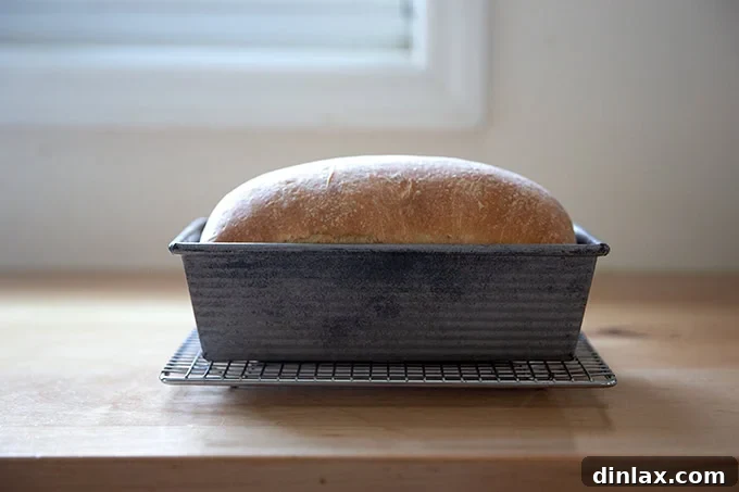 Pillowy Soft No Knead Sandwich Loaf 18 A freshly baked loaf of soft sandwich bread, still in its loaf pan, cooling on a wire rack.
