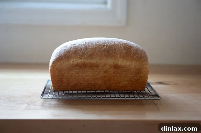 Pillowy Soft No Knead Sandwich Loaf 19 A freshly baked loaf of soft sandwich bread cooling on a wire rack, steam gently rising.