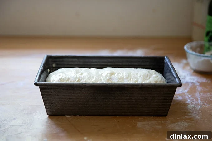 A 9x5-inch loaf pan holding the sourdough discard toasting bread dough, perfectly shaped and ready for its final rise.