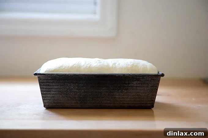 A loaf pan containing sourdough discard toasting bread dough, fully risen to the rim and perfectly prepared for baking.
