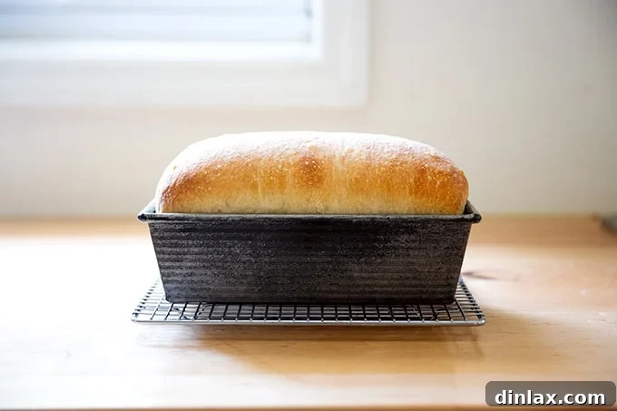 A freshly baked loaf of sourdough discard toasting bread, still nestled in its loaf pan, resting on a cooling rack after emerging from the oven.
