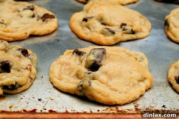 The Black Prince Tomato and Chocolate Chip Cookie Paradox 4 Another enticing close-up of a warm, fresh chocolate chip cookie