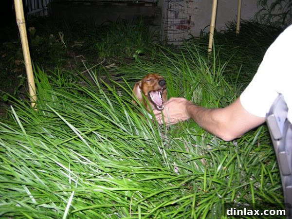 The Black Prince Tomato and Chocolate Chip Cookie Paradox 5 Adorable dachshund, Bug, exploring a Philadelphia backyard