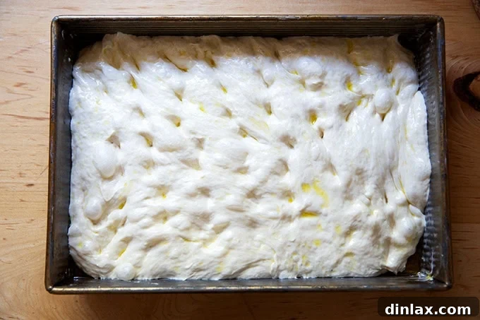 Effortless Cinnamon Sugar Focaccia 13 Focaccia dough gently stretched to fill the entire 9x13-inch pan, reaching all edges evenly.