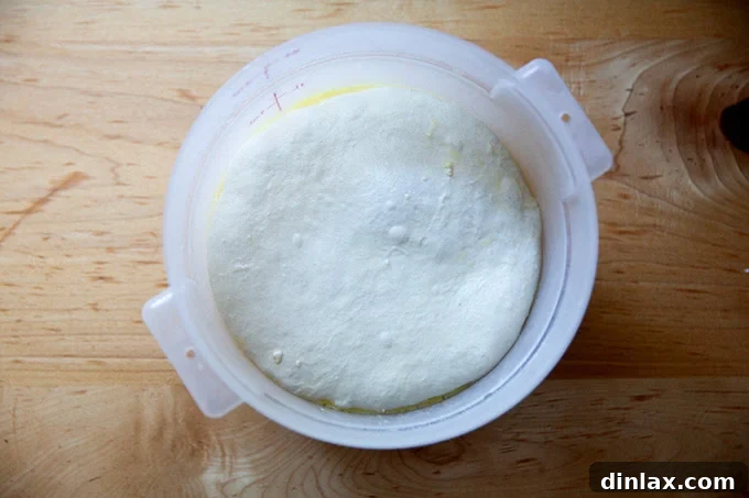 A single 2-quart dough storage container, transparent and filled with a perfectly proofed round of Grandma-style pizza dough, freshly removed from the fridge.